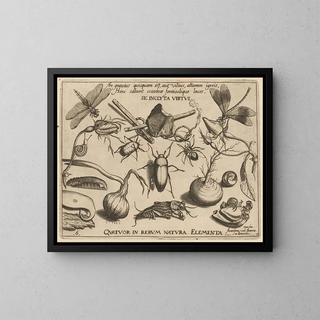 Joris Hoefnagel - Archetypa studiaque patris Georgii Hoefnagelii Pl34.webp