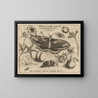 Joris Hoefnagel - Archetypa studiaque patris Georgii Hoefnagelii Pl38.webp