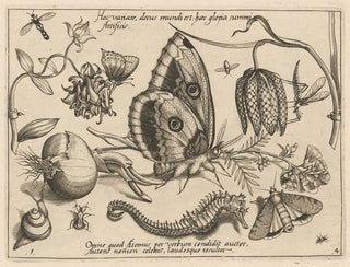 Joris Hoefnagel - Archetypa studiaque patris Georgii Hoefnagelii Pl39.webp