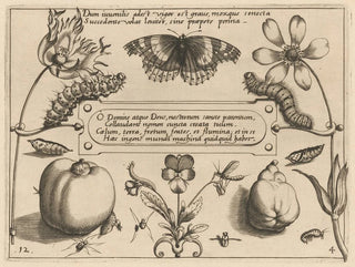 Joris Hoefnagel - Archetypa studiaque patris Georgii Hoefnagelii Pl42.webp