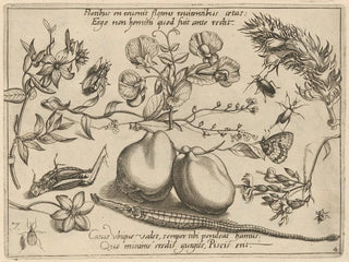 Joris Hoefnagel - Archetypa studiaque patris Georgii Hoefnagelii Pl48.webp
