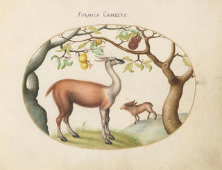 Llama i łania - Joris Hoefnagel — widok dzieła