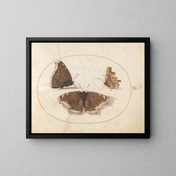 Plaque 06 Deux vues d'un papillon de deuil et d'un papillon comma - Joris Hoefnagel — oprawiony obraz na ścianie