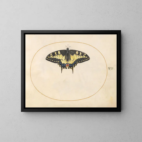 Planche 07 Papillon queue de swallowtail - Joris Hoefnagel — oprawiony obraz na ścianie