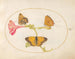 Plaque 10: Brąz włosów, srebrny fritillaria i żółty motyl na chmurze na kwiacie czterogodzinowym - Joris Hoefnagel — widok dzieła