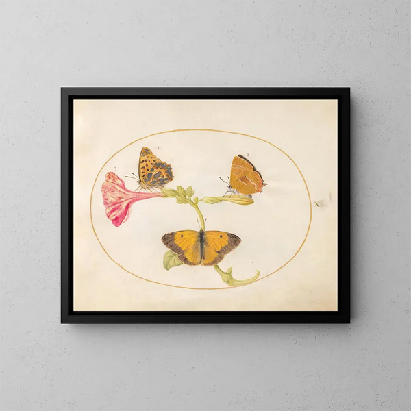 Plaque 10: Brąz włosów, srebrny fritillaria i żółty motyl na chmurze na kwiacie czterogodzinowym - Joris Hoefnagel — oprawiony obraz na ścianie
