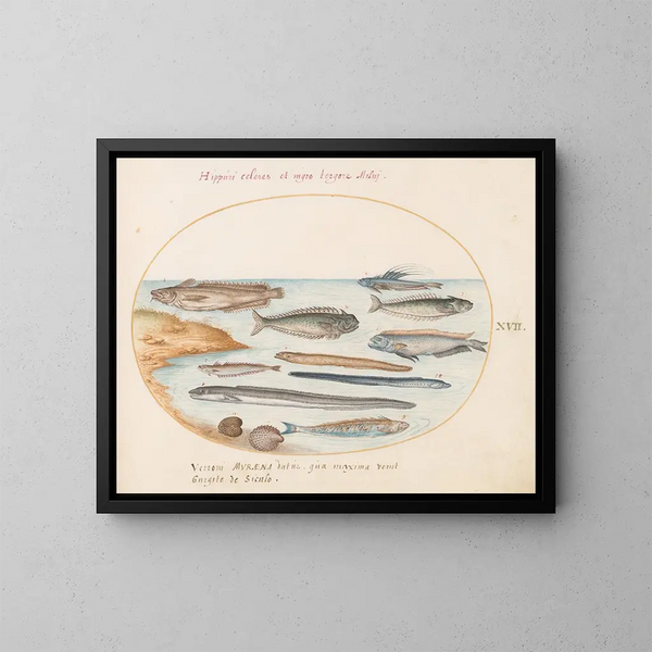 Planche 17: Un poisson cod, des anguilles et d'autres poissons - Joris Hoefnagel — oprawiony obraz na ścianie