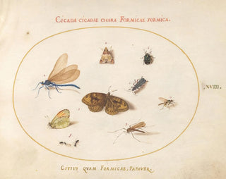 Joris Hoefnagel - Plate 18 Two Butterflies and a Moth with a Damselfly Two Ants and Four Other Insects.webp