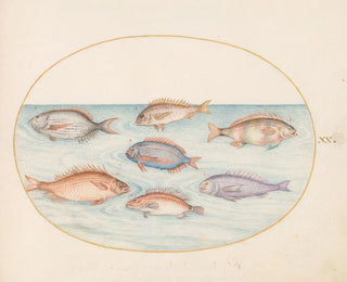 Joris Hoefnagel - Plate 20 Sea Bream Dentex Sargo and Other Fish.webp