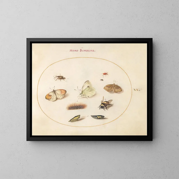 Planche 20: Trois papillons, une chenille, une abeille, deux chrysalides et trois charançons - Joris Hoefnagel — oprawiony obraz na ścianie