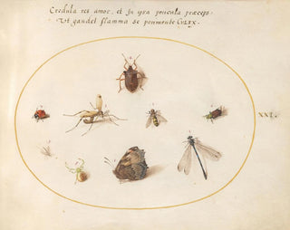 Joris Hoefnagel - Plate 21 A Butterfly with a Dragonfly a Ladybug and Five other Insects.webp