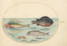 Planche 24 Grondin volant Hirondelle Lumpsucker mâle Poisson-trompette à longues épines et autres poissons - Joris Hoefnagel — widok dzieła