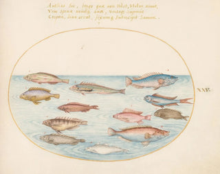 Joris Hoefnagel - Plate 25 Mediterranean Rainbow Wrasse Other Wrasse a Swallowtail Sea Perch Several Anthiae and Other Fish.webp