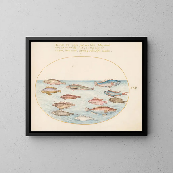 Planche 25: Poisson-lune śródziemnomorski, inne labry, ryba-perch z ogonem jaskółki, kilka anthiasów i inne ryby - Joris Hoefnagel — oprawiony obraz na ścianie