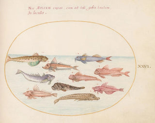 Joris Hoefnagel - Plate 26 Gurnards Dragonets and Other Fish.webp