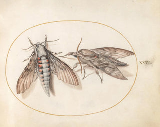 Joris Hoefnagel - Plate 26 Two Hawk Moths.webp