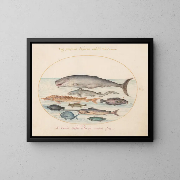 Planche 2: Cachalot, esturgeon, requin et autres poissons - Joris Hoefnagel — oprawiony obraz na ścianie