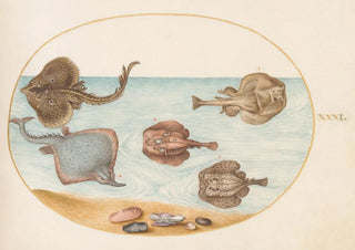 Joris Hoefnagel - Plate 31 Marbled Electric Ray with Other Skates or Rays Shells and a Mollusk in Its Shell.webp