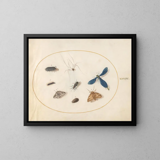Joris Hoefnagel - Plate 34 Two Moths with a Spider a Caterpillar a Damselfly and Other Insects.webp