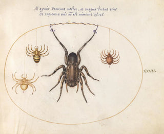 Joris Hoefnagel - Plate 35 A Wolf Spider and Three Other Spiders.webp