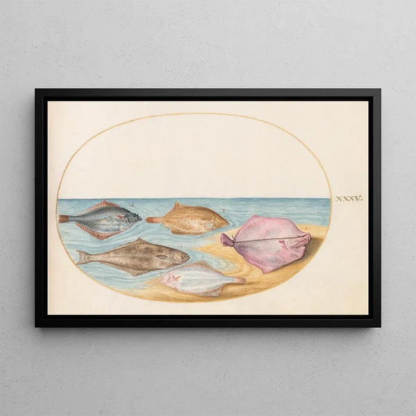 Planche 35 Les dessous du turbot et d'autres poissons plats - Joris Hoefnagel — oprawiony obraz na ścianie