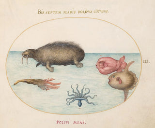 Joris Hoefnagel - Plate 3 A Walrus a NineLegged Octopus and Ocean Sunfish.webp