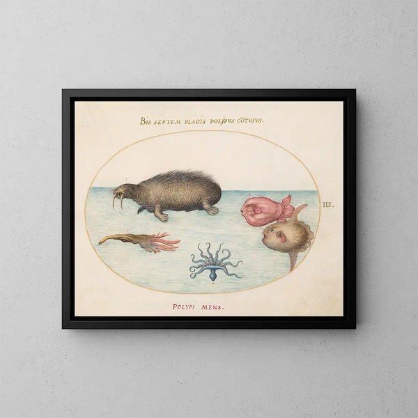 Planche 3: Un morse, un pieuvre à neuf pattes et un poisson-lune - Joris Hoefnagel — oprawiony obraz na ścianie