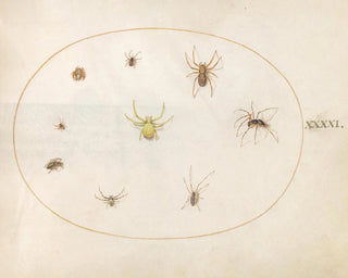 Joris Hoefnagel - Plate 41 Yellow Spider Surrounded by Eight Spiders.webp