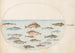Planche 43, quinze poissons - Joris Hoefnagel — widok dzieła