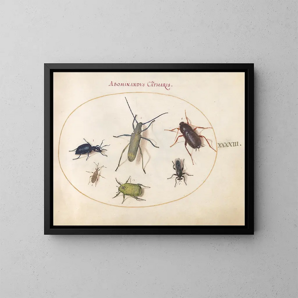 Planche 43: Scarab muszkułowy, scarab oleisty, scarab z nagietka, karaluch, pluskwa z liściastymi odnóżami i inne owady - Joris Hoefnagel — oprawiony obraz na ścianie