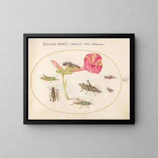 Joris Hoefnagel - Plate 50 Grasshoppers a Caterpillar and a Scale Insect with a Four OClock Flower.webp