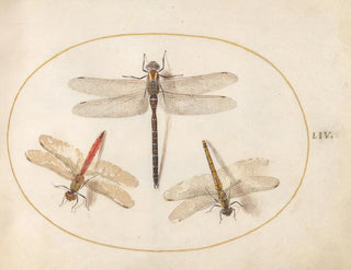 Joris Hoefnagel - Plate 54 Hairy Dragonfly and Two Darters.webp