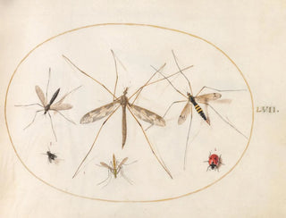 Joris Hoefnagel - Plate 57 A Ladybug a Fly and Four Other Insects.webp