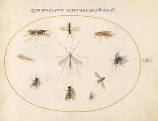 Joris Hoefnagel - Plate 60 Flies and Other Insects.webp