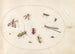 Planche 64, onze insectes dont une libellule et un longicorne - Joris Hoefnagel — widok dzieła