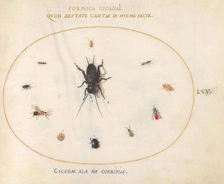 Joris Hoefnagel - Plate 65 A Cricket Surrounded by Insects Including a RubyTailed Wasp.webp