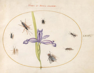 Joris Hoefnagel - Plate 75 A Fly and Other Insects with an Iris.webp
