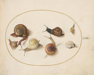 Sept escargots - Joris Hoefnagel — widok dzieła