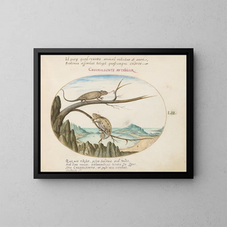 Joris Hoefnagel - Two Common or Mediterranean Chameleons above San Sebastin Spain.webp