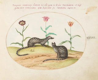 Joris Hoefnagel - Two Genets or Civet Cats with Tulips.webp