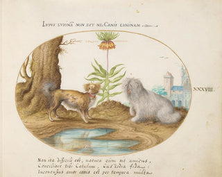 Joris Hoefnagel - Two Small Dogs with a Crown Imperial.webp