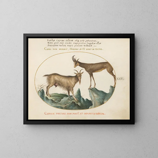 Joris Hoefnagel - Two Wild Goats.webp