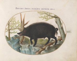 Joris Hoefnagel - Wild Boar.webp