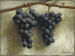 Winogrona - Joseph Decker — widok dzieła