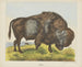 Bison - Joseph Scholz — widok dzieła