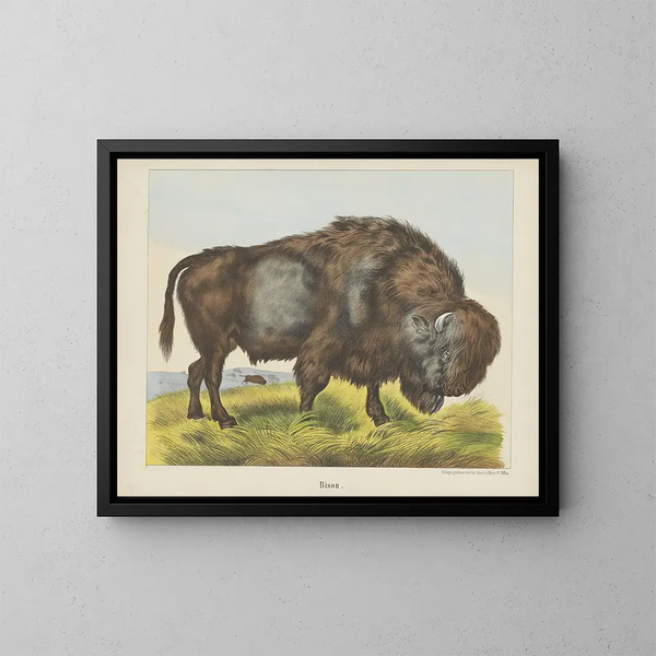 Bison - Joseph Scholz — oprawiony obraz na ścianie