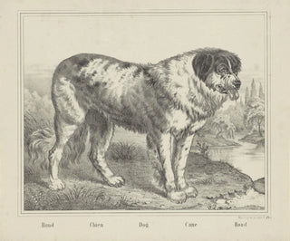 Joseph Scholz - Dog.webp