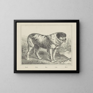 Joseph Scholz - Dog.webp