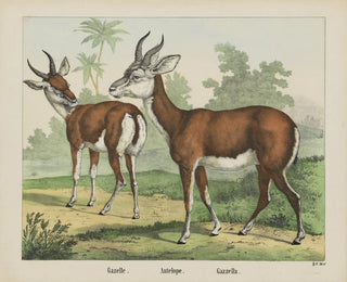 Joseph Scholz - Gazelle Antelope.webp