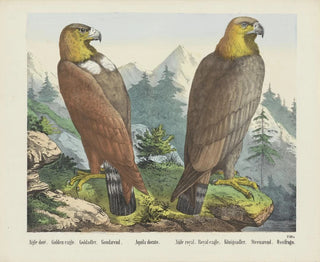 Joseph Scholz - Golden eagle.webp